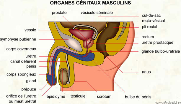 Organes génitaux masculins (Dictionnaire Visuel)
